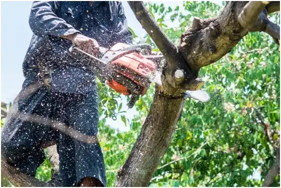 tree services Elmore City